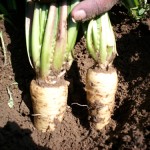 Chicory roots