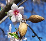almond-tree-nuts-blossom
